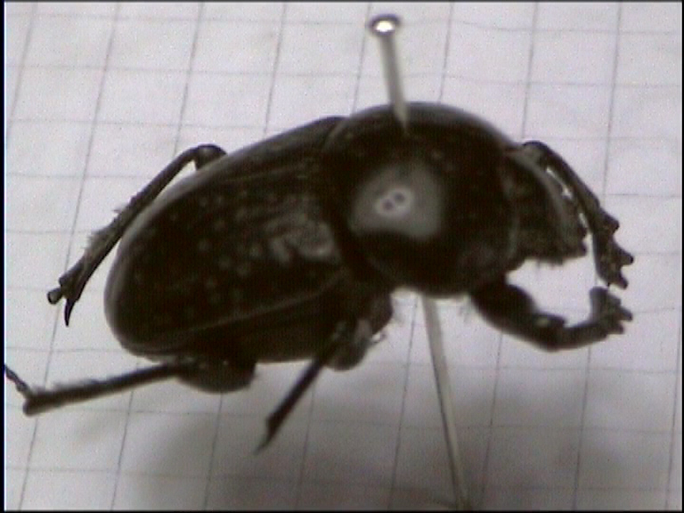 Scarabaeus variolosus